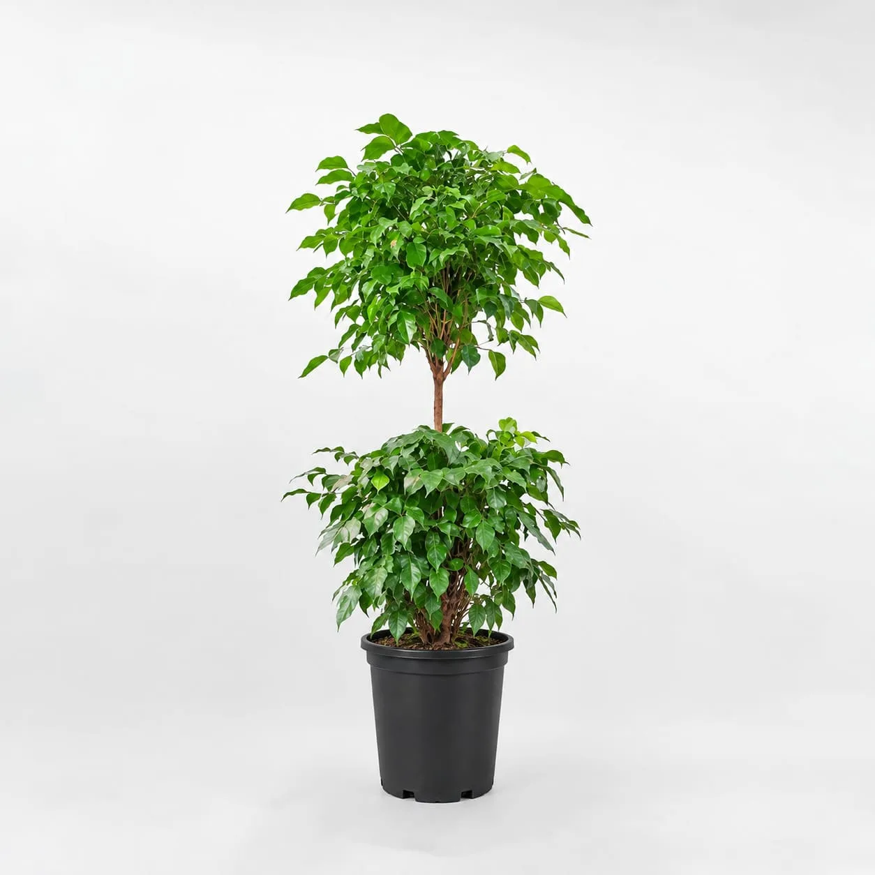 Cây hạnh phúc 2 tầng