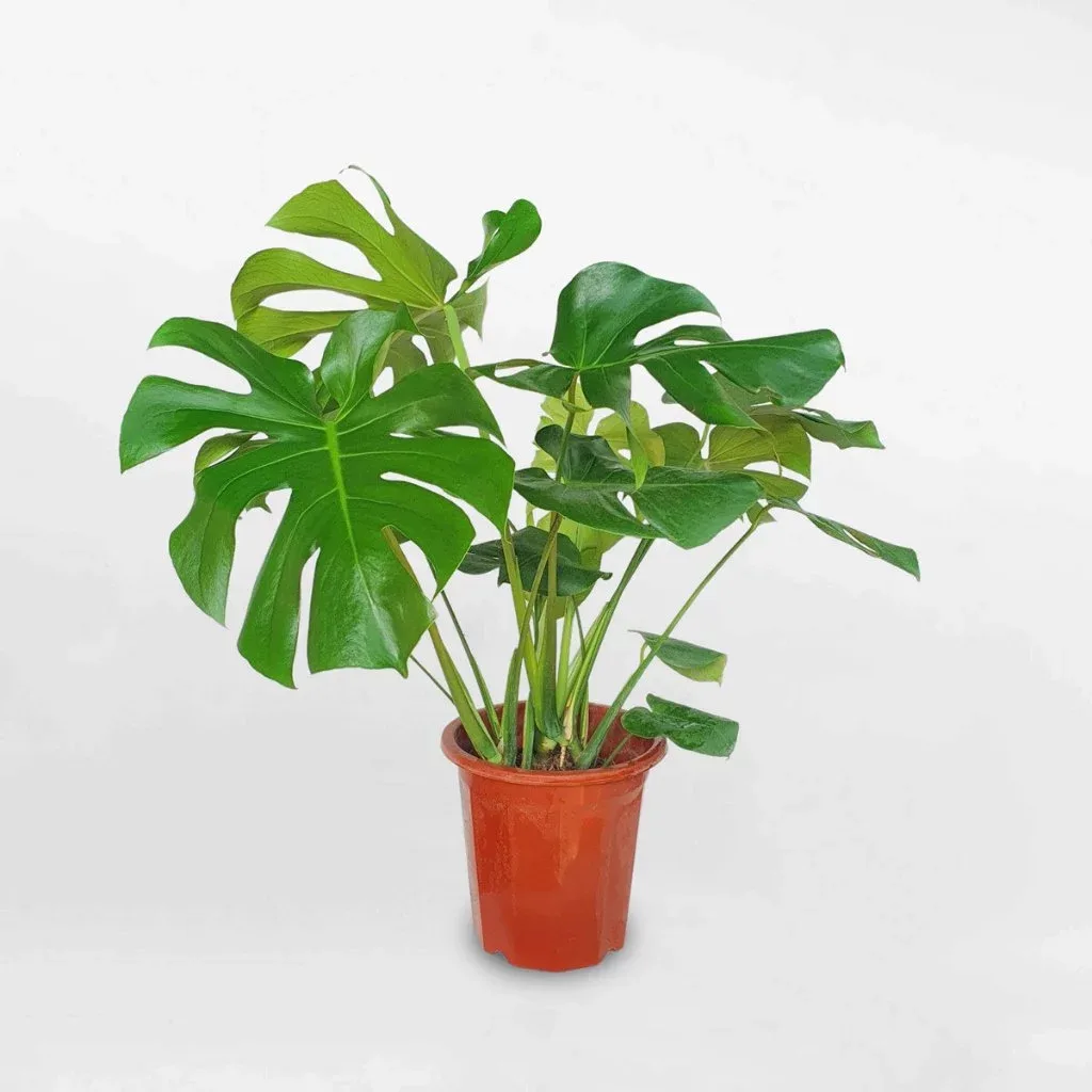 Monstera