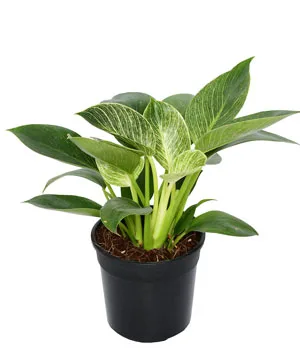 Trầu bà đế vương kim cương