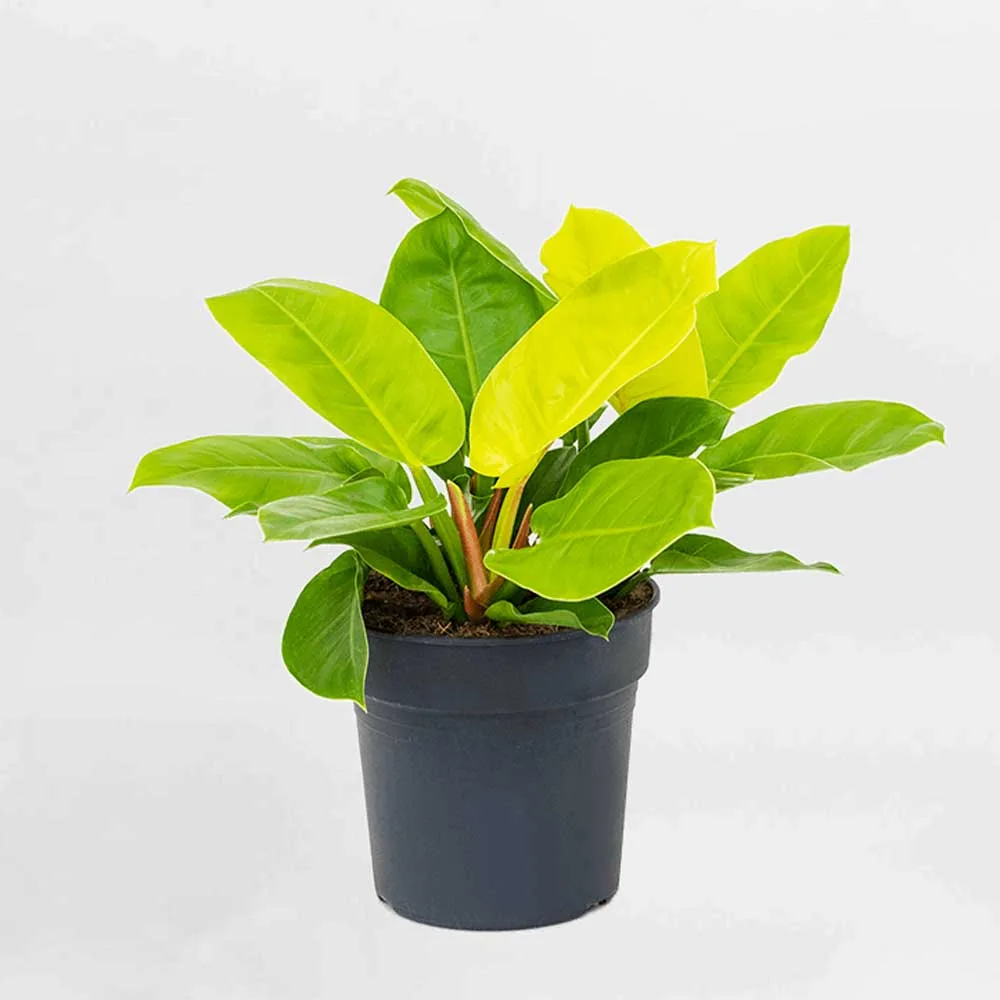 Trầu bà đế vương vàng