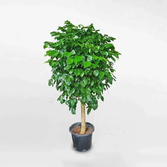 Cây hạnh phúc 1 tầng